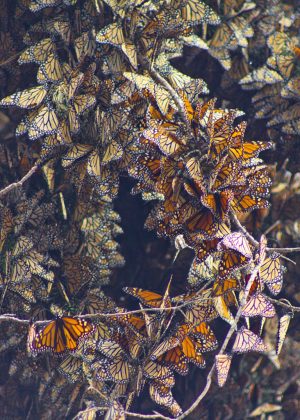 Monarch Hibernation