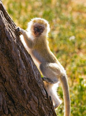 Monkey glow