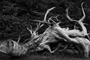 Monster Log- Oregon