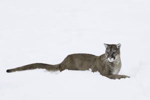 Mountain Lion Repose
