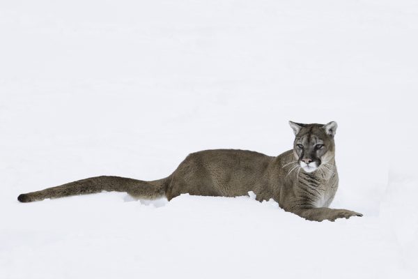 Mountain Lion Repose