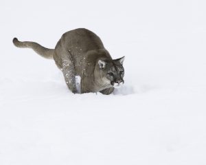 Mountain Lion Run