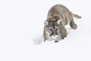Mountain Lion