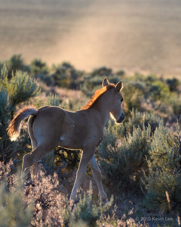 Mustang Foal 3 - Steens Mountain, OR