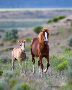 Mustang Mare and Foal