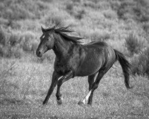 Mustang Stallion - Steens Mountain, OR