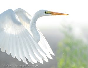 Mystic Egret