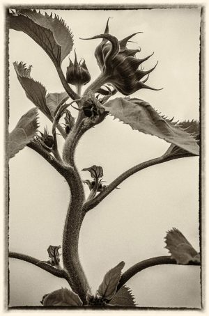 Nascent Sunflower, Bhutan