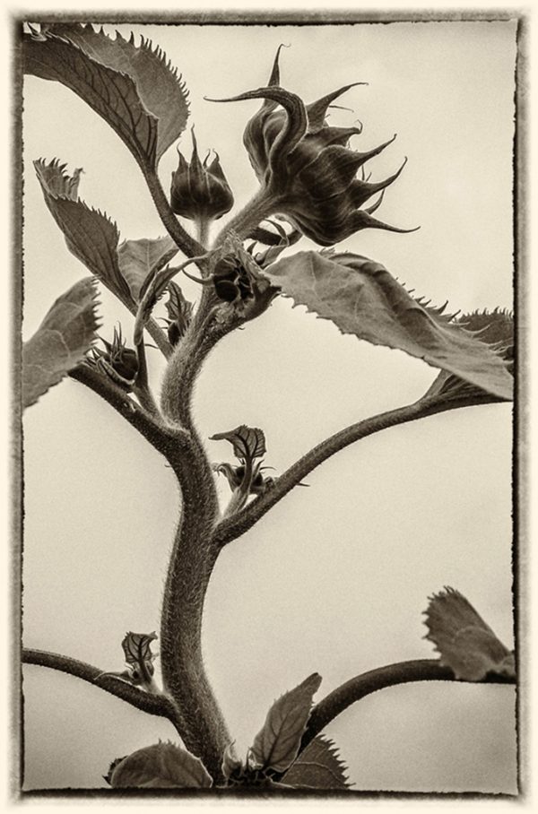 Nascent Sunflower, Bhutan