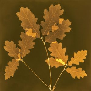Oak Leaves #1
