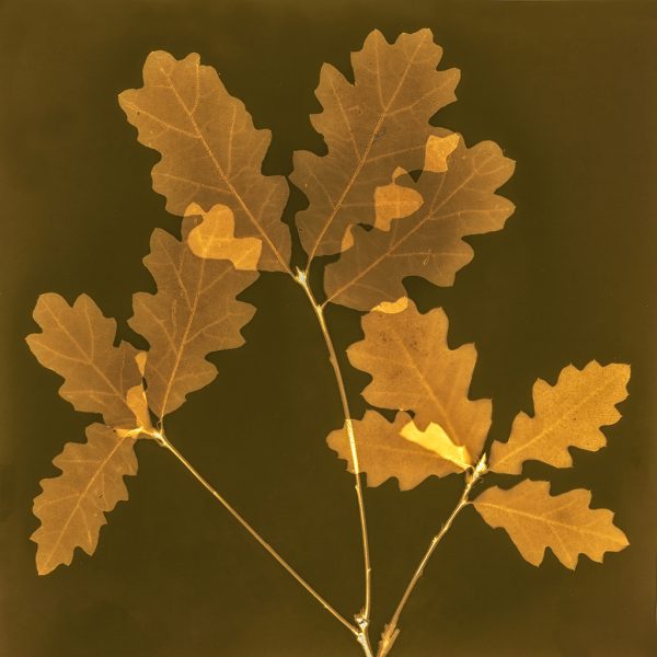 Oak Leaves #1
