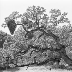 Oak Tree with Mistletoe