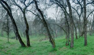 Oaks Over Ravine