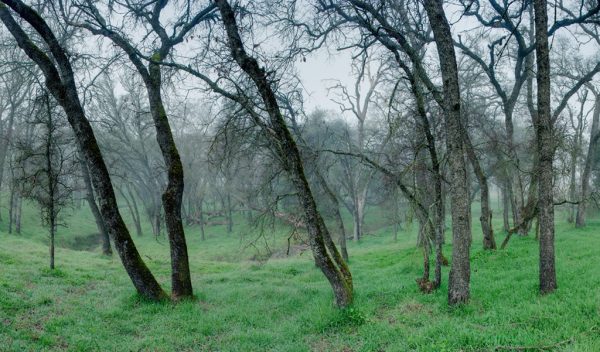 Oaks Over Ravine