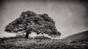 OLD GROWTH