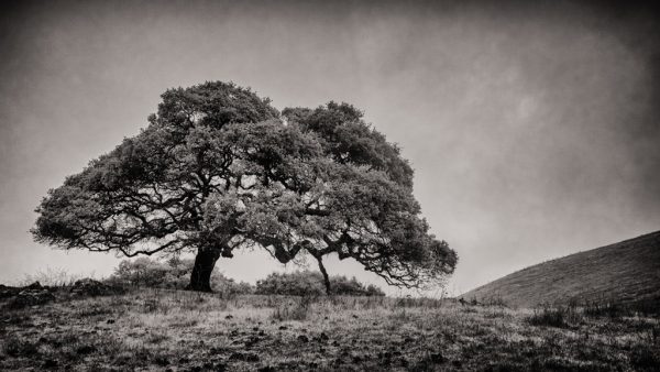 OLD GROWTH