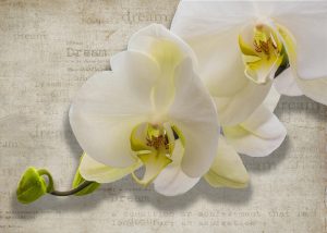 Orchids and Dreams