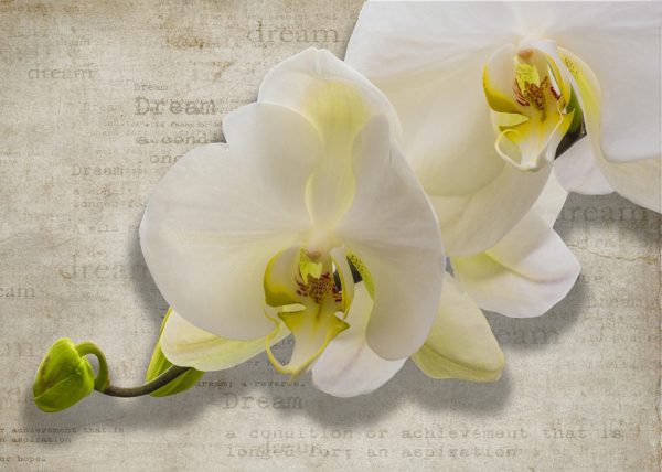 Orchids and Dreams