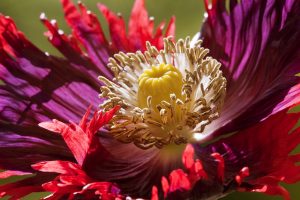 Oriental Poppy
