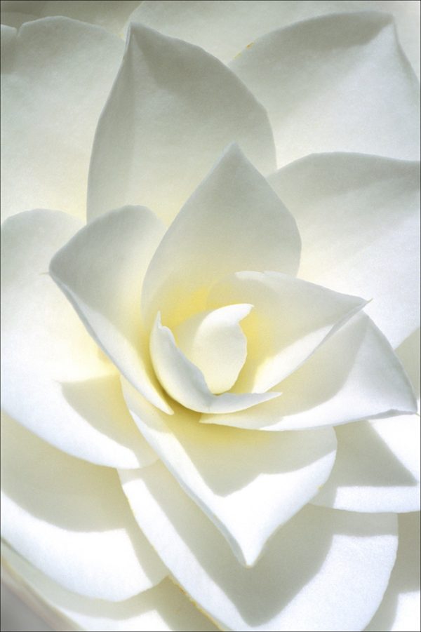 Oscar's Camellia