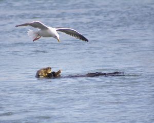 Otter and Gull