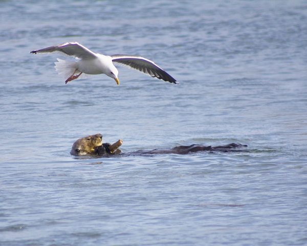 Otter and Gull