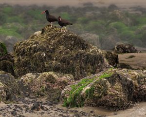 Oystercatchers