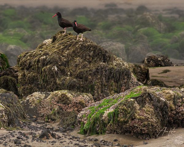 Oystercatchers
