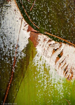 Palm #8