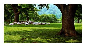 Pasturelands