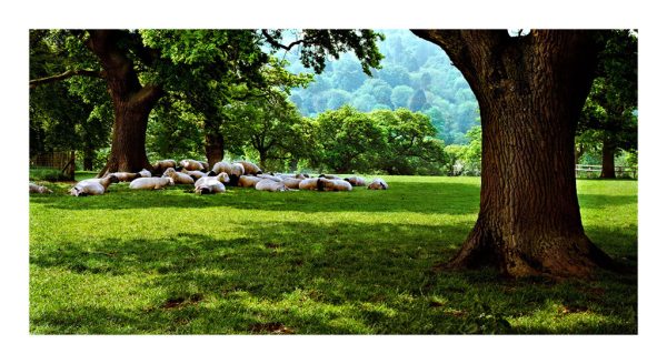 Pasturelands