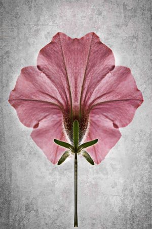 Petunia