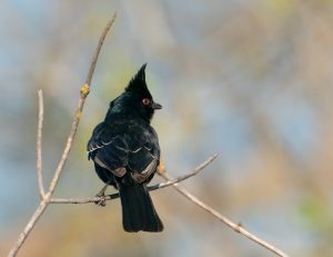 Phainopepla