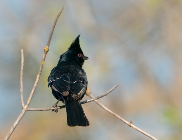 Phainopepla