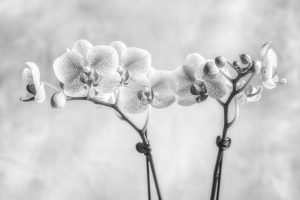 Phalaenopsis Study #3
