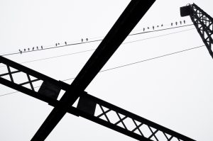 Pigeons on the I St. Bridge #1