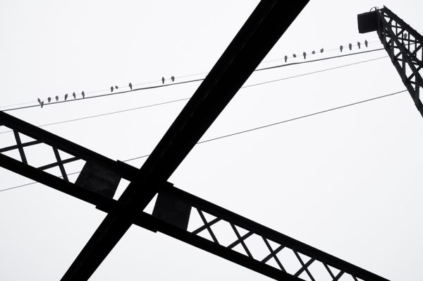 Pigeons on the I St. Bridge #1