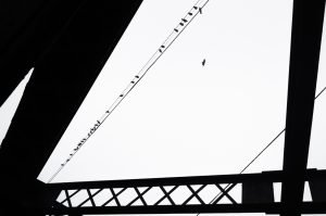 Pigeons on the I St. Bridge #3