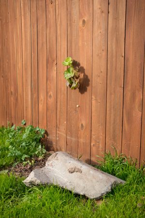 Plant thru Fence, Midtown, Sacramento