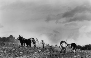 Plowmen and Oxen