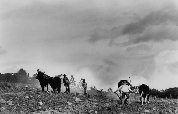 Plowmen and Oxen