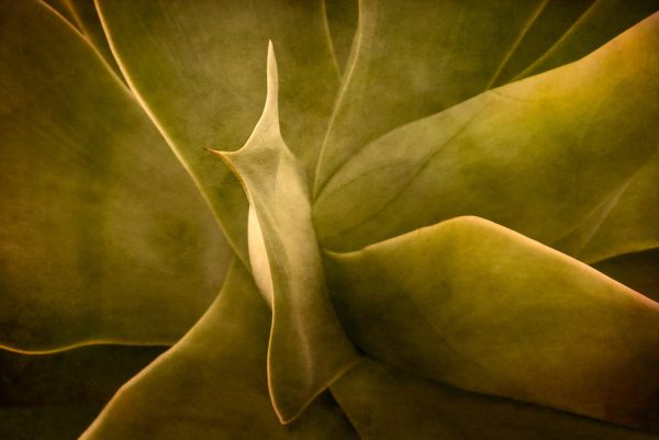 Pointed