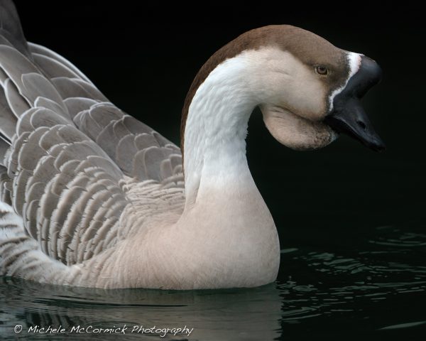 Portrait of a Domestic Goose