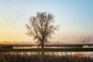 Red-Winged Blackbirds at Sunset