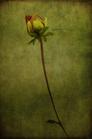 Renaissance Flowert