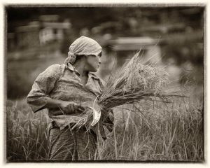 In the Rice Field, Bhutan