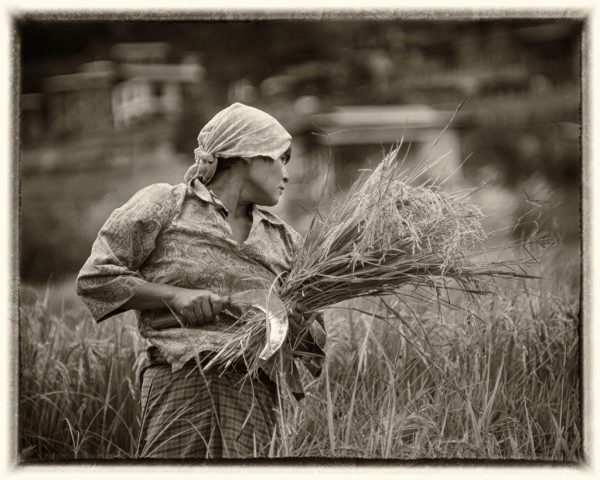 In the Rice Field, Bhutan