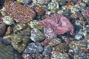 Ripples on Rocks