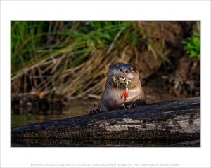 River Otter with Crayfish, American River, Sacramento, CA