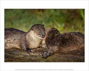 River Otters #5, American River, Sacramento, CA